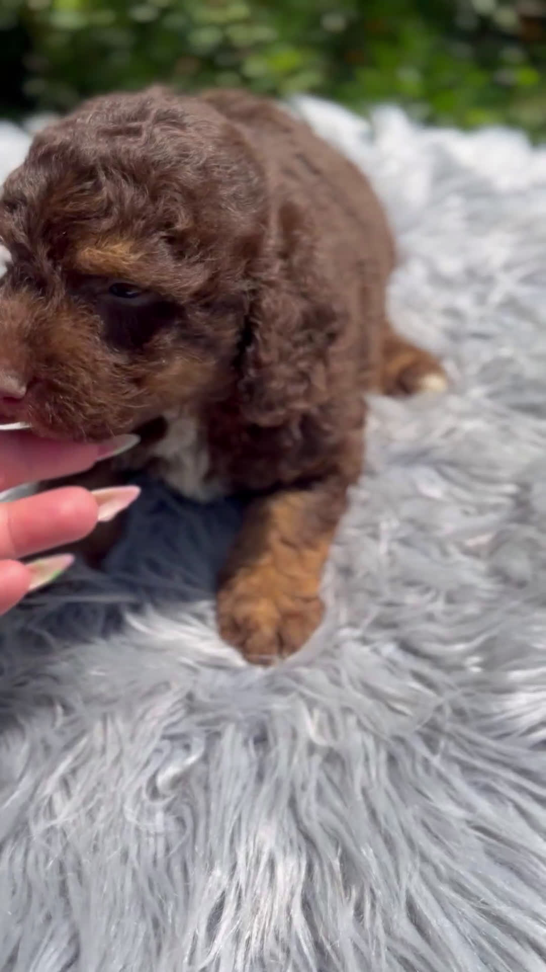 Perro de Agua Español perros en venta: Perro de agua chocolate  - Video 1