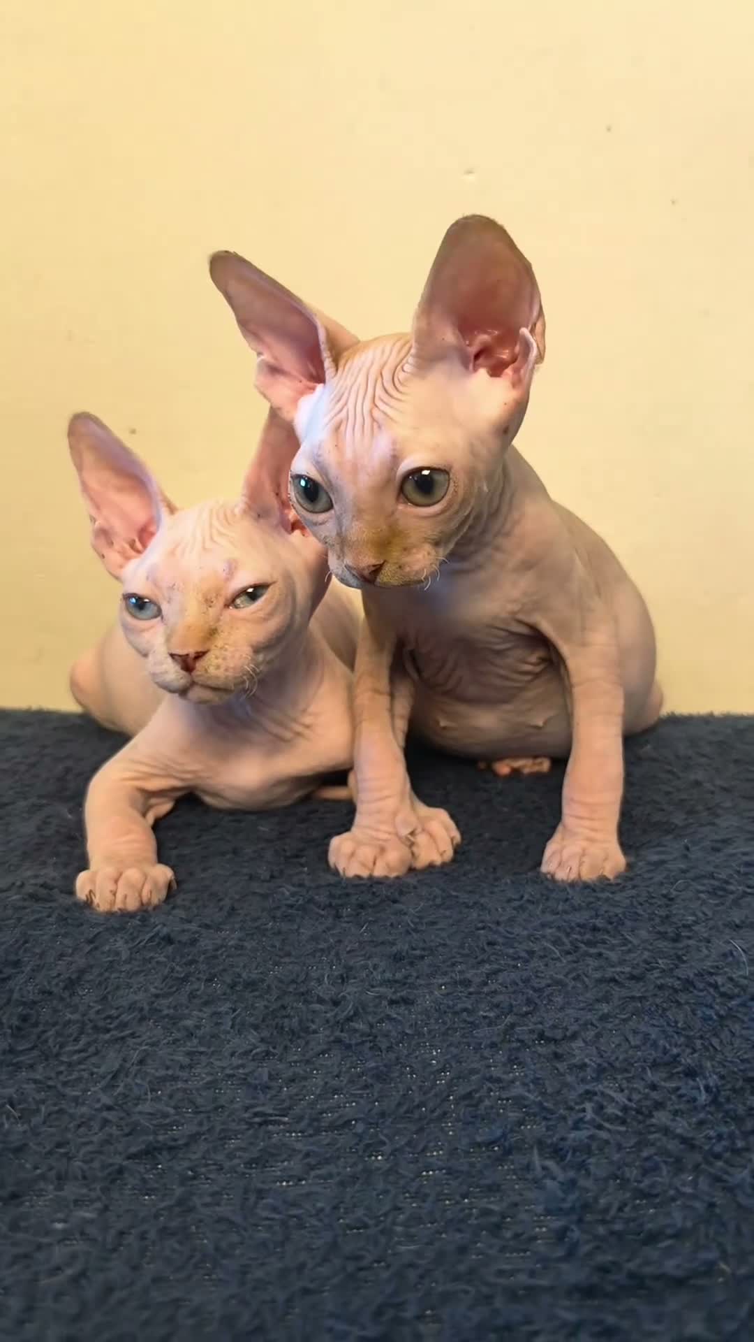 Sphynx gatos en venta: Machito ojos verdes  - Video 1