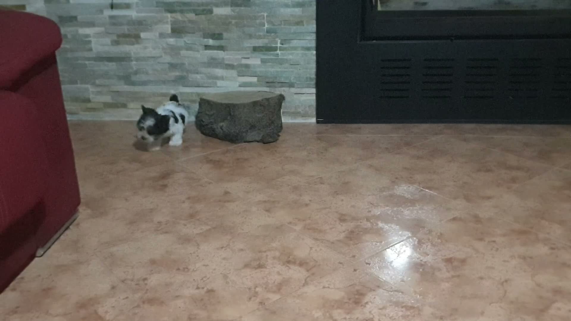 Biewer Yorkshire Terrier a la Pom Pon perros en venta: Biewer con pedigree de la mejor calidad - Video 1