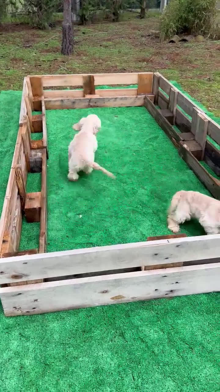 Cocker Spaniel Americano perros en venta: Cocker americano - Video 1