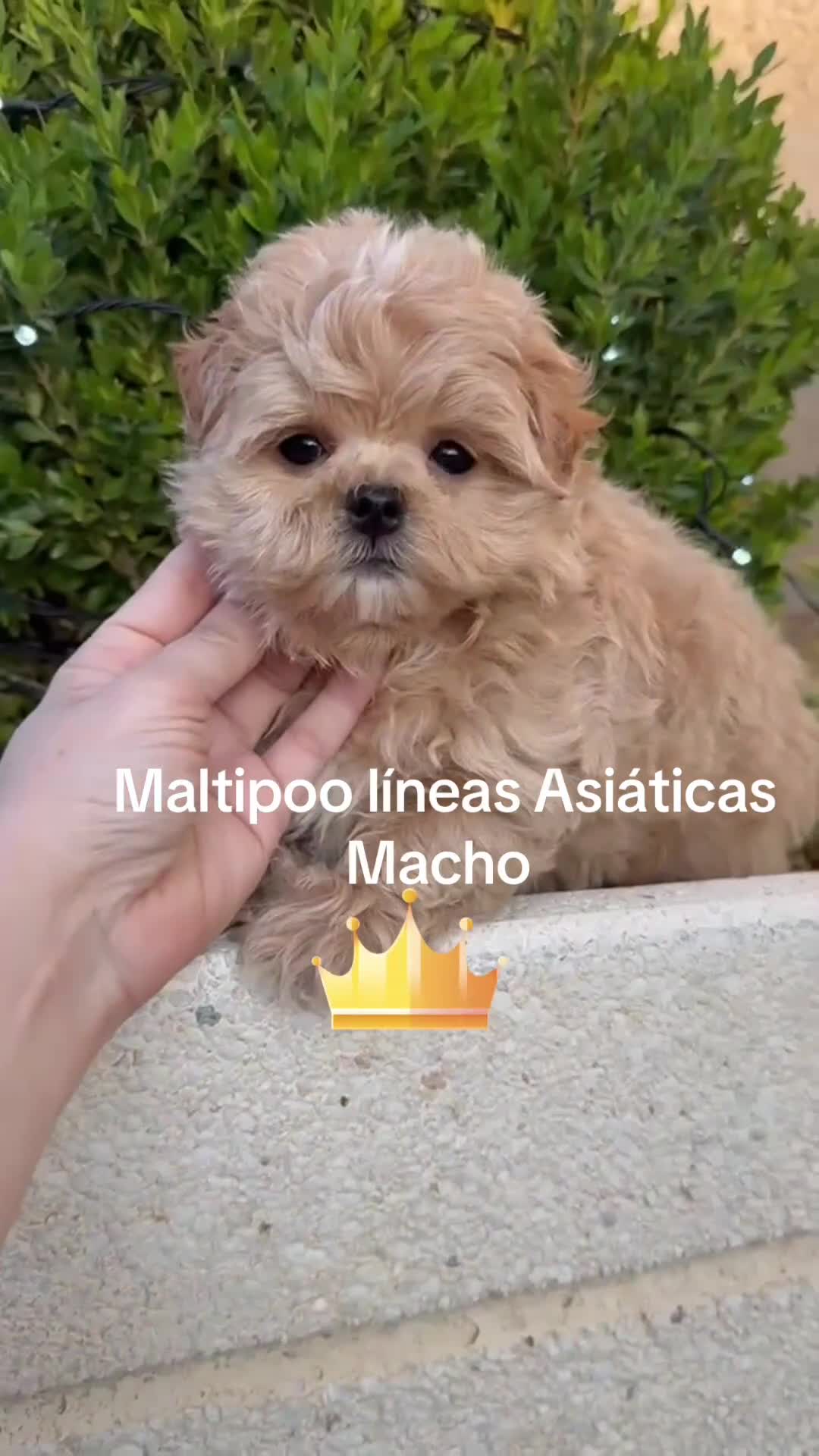 Maltipoo perros en venta: Maltipoo líneas coreanas y asiáticas !!! - Video 1