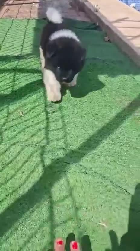 Akita Americano perros en venta: Akita Americano - Video 2