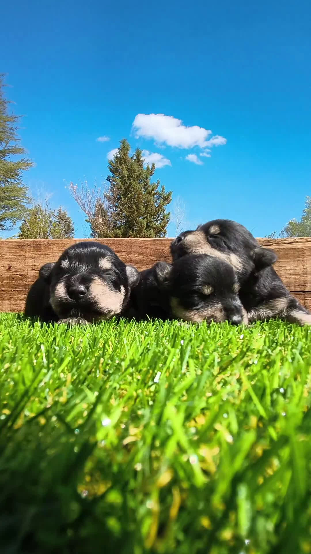 Schnauzer Miniatura perros en venta: Preciosa camada schnauzer mini negro y plata🤗❤️ - Video 1