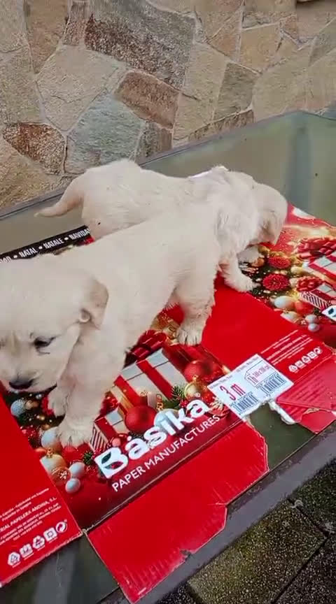 Golden Retriever perros en venta: Última Golden Retriever no pierdas la oportunidad - Video 1