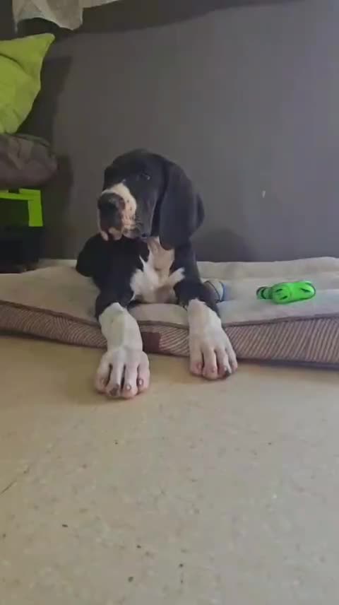 Dogo Alemán perros en venta: Dogo Alemán 641387649 - Video 2