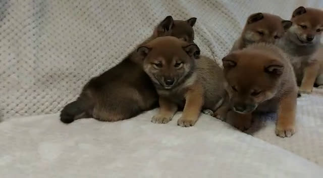 Shiba Inu perros en venta: SHIBA INU SELECCIÓN - Video 1