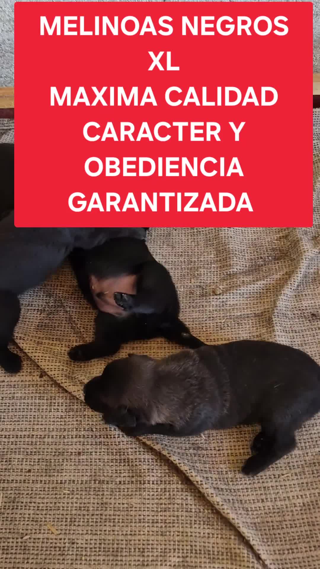 Pastor Belga Malinois perros en venta: Pastor belga melinoa XL maxima calidad - Video 1