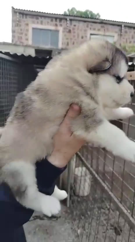 Alaskan Malamute perros en venta: CAMADA DE ALASKAN MALAMUTE - Video 1
