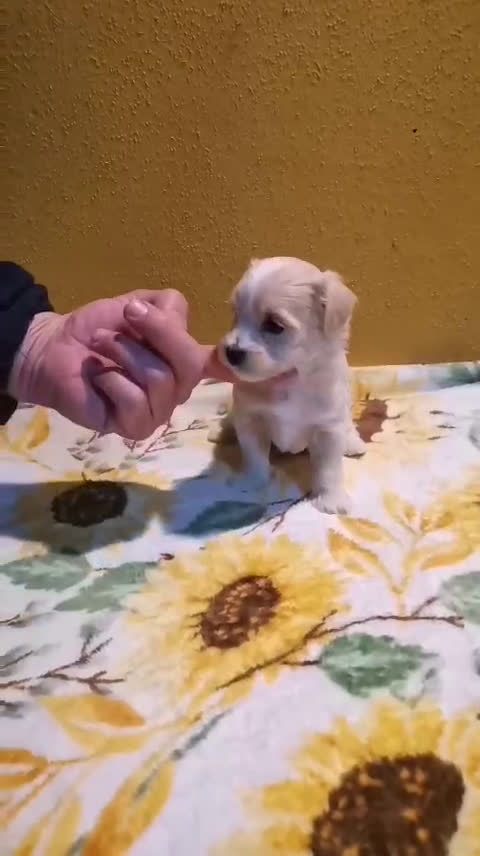 Maltipoo perros en venta: Venta de maltipoo toy - Video 1