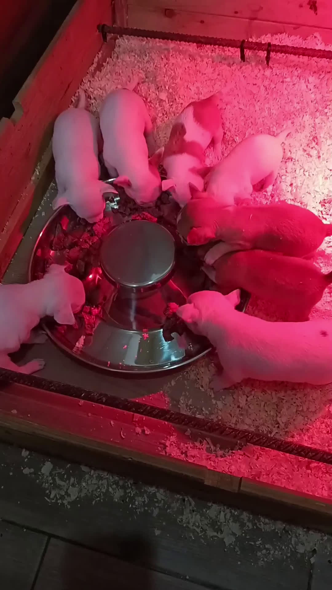 Chihuahua perros en venta: Chihuahua toy cabeza de manzana  - Video 1