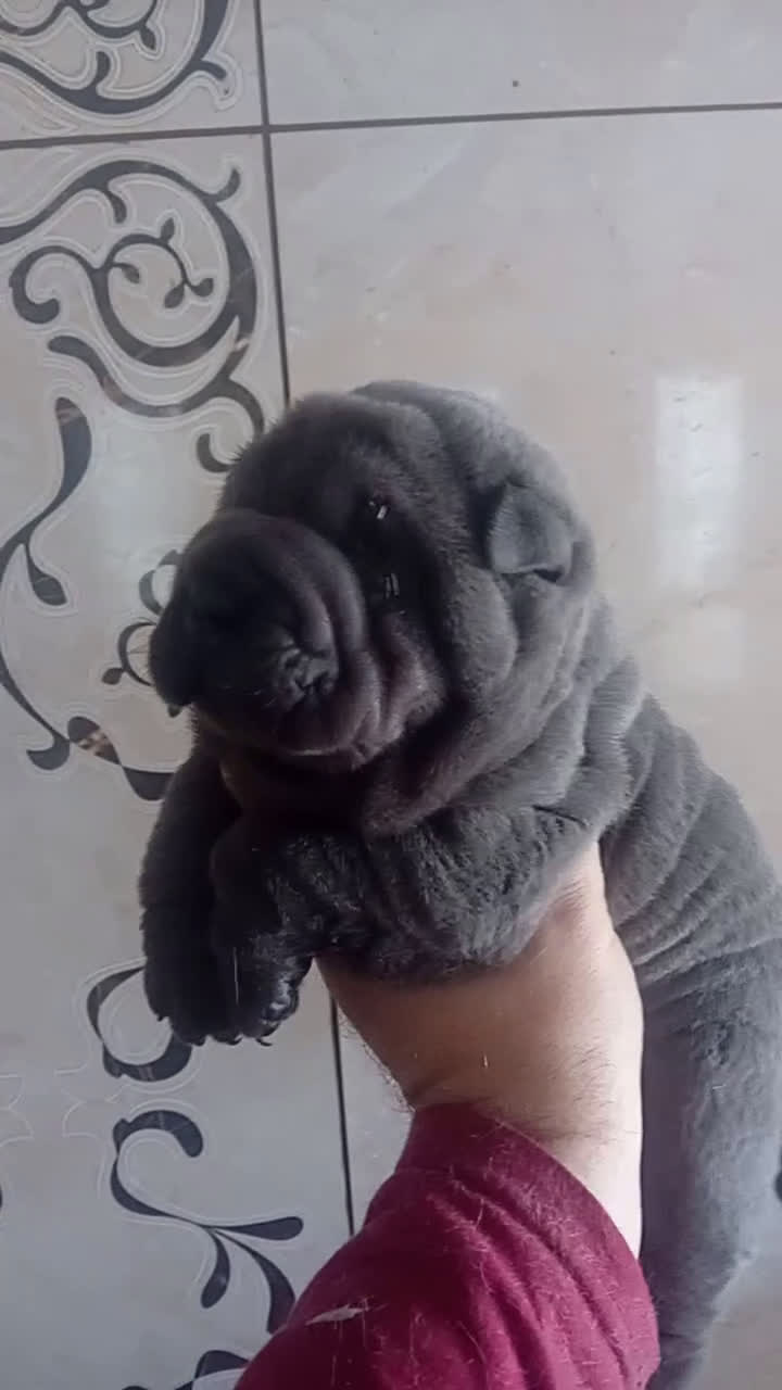 Shar Pei perros en venta: ‼️‼️Preciosa camada de minipeis  - Video 1