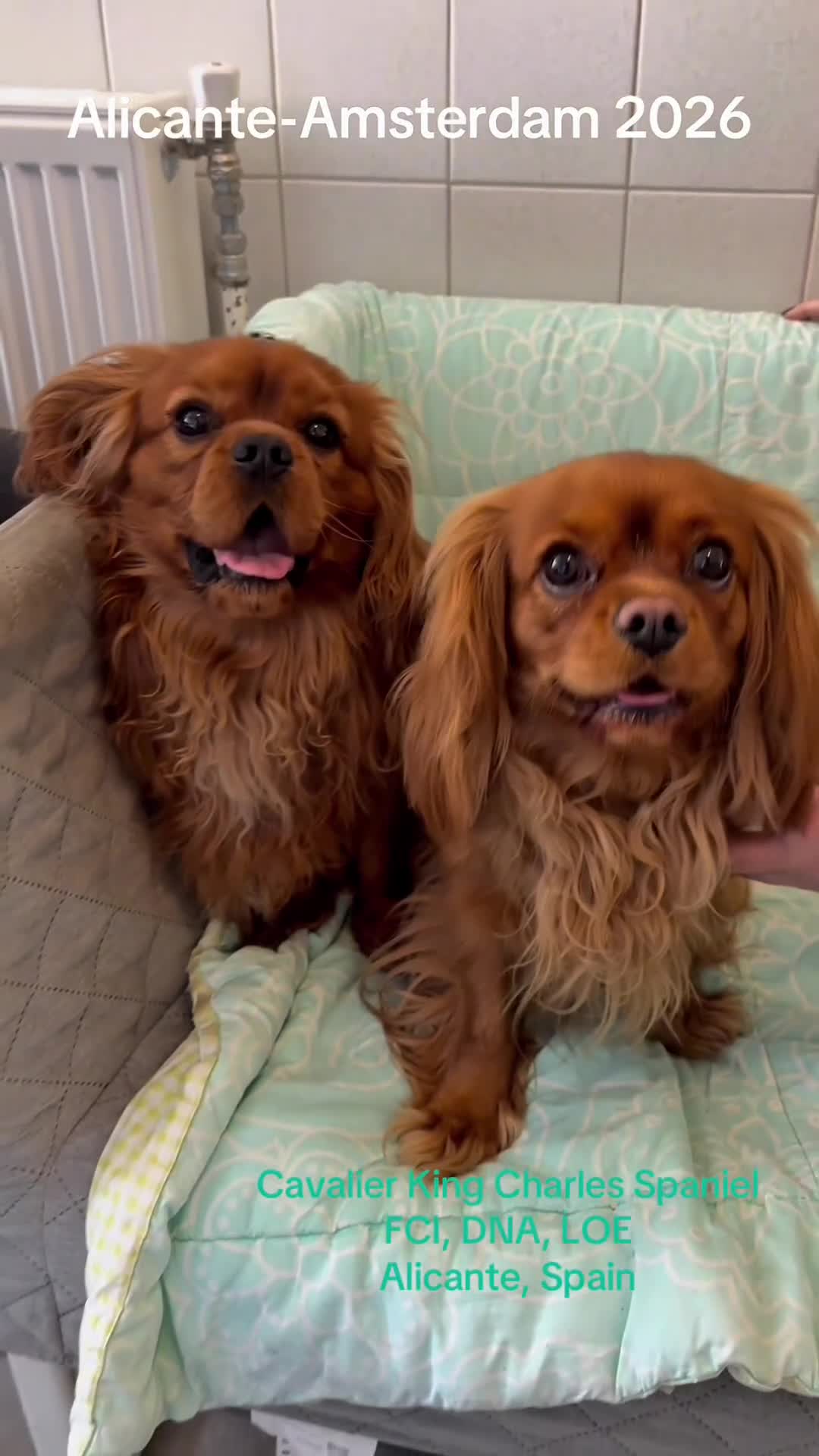 Cavalier King Charles Spaniel perros en venta: Cavalier King Charles Spaniel  en Alicante - Video 1