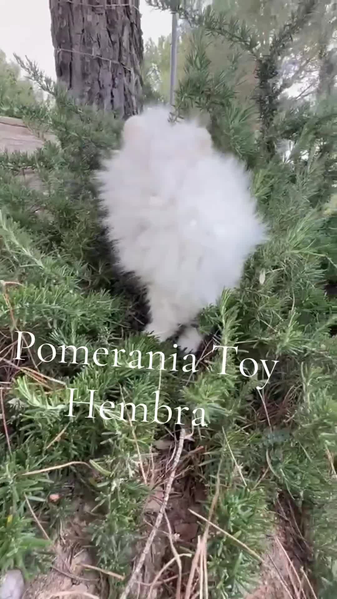 Pomerania perros en venta: Pomerania toy hembra lista para entregar  - Video 1