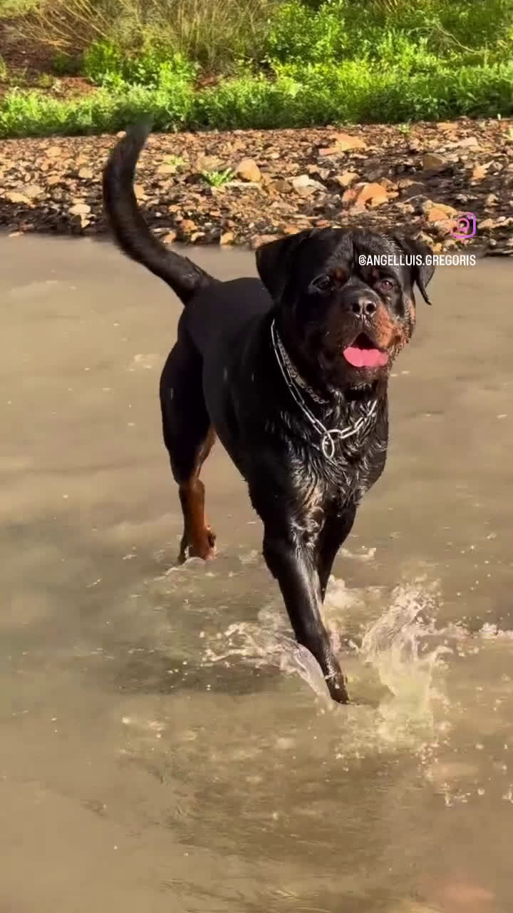 Rottweiler perros para monta: ROTTWEILER - Video 2
