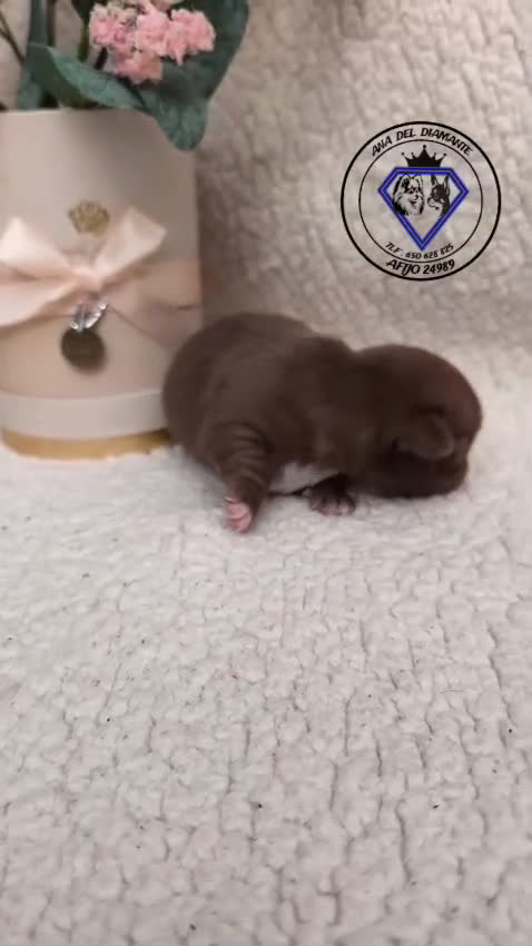 Teckel Miniatura perros en venta: Teckel mini  - Video 1