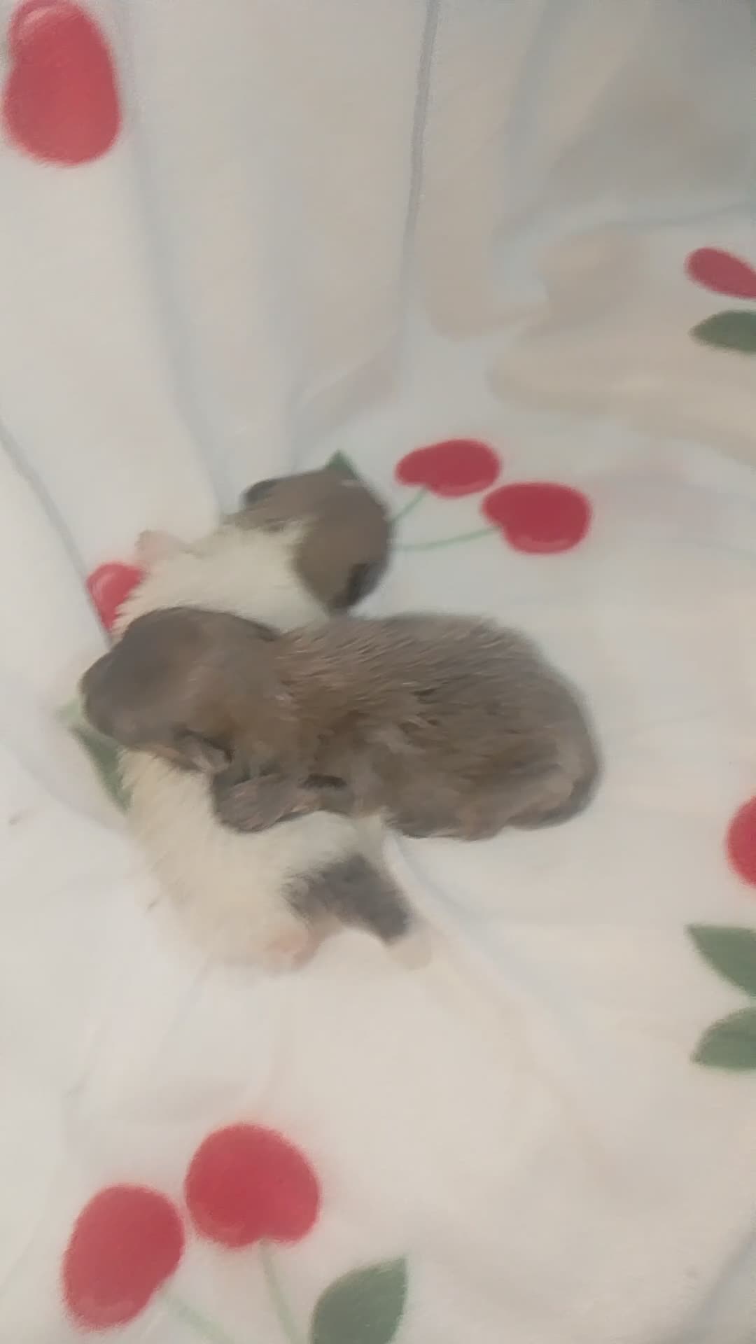 Pomerania perros en venta: ✨ Pareja de maltipom no envío recoger en Córdoba  - Video 1