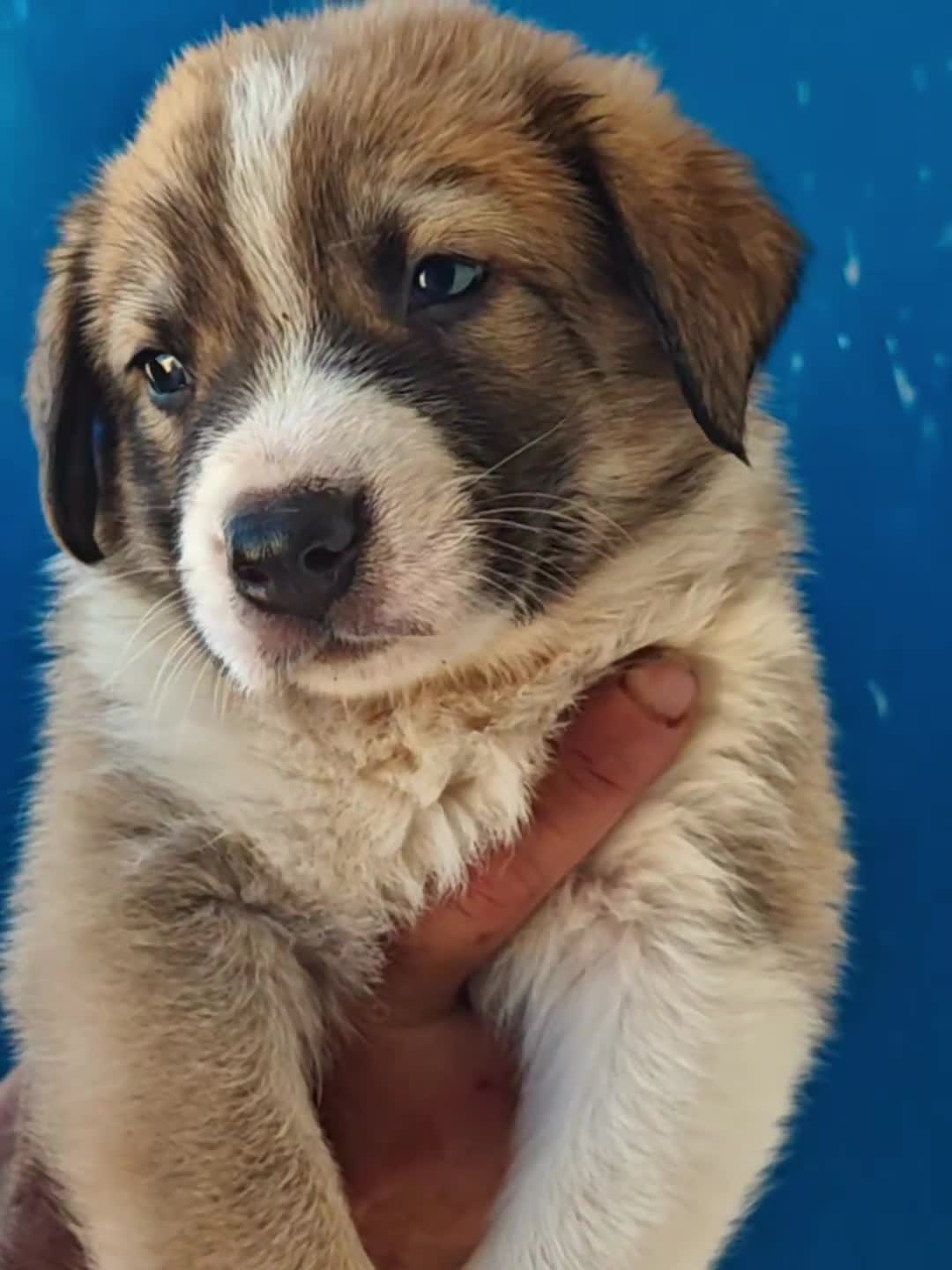 Mastín Español perros en adopcion: Mastines - Video 1