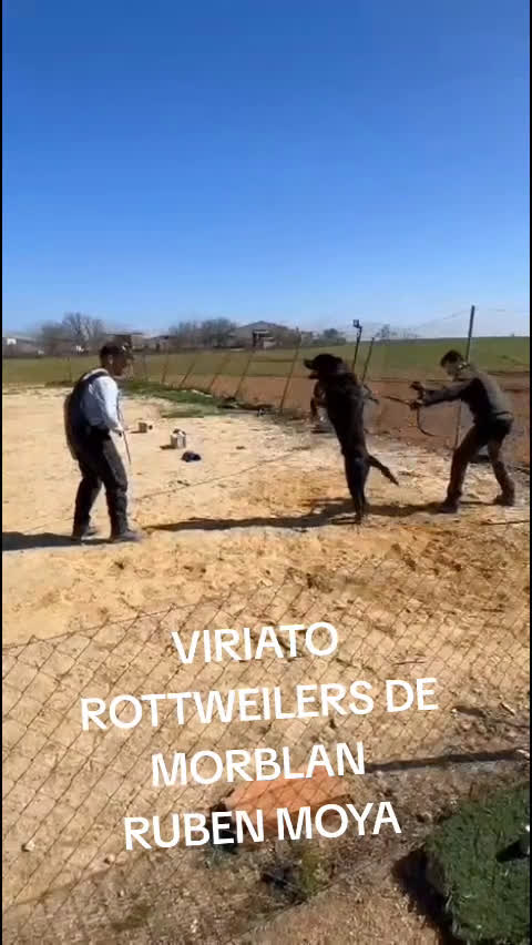 Rottweiler perros en venta: CACHORROS DE ROTTWEILER  - Video 2
