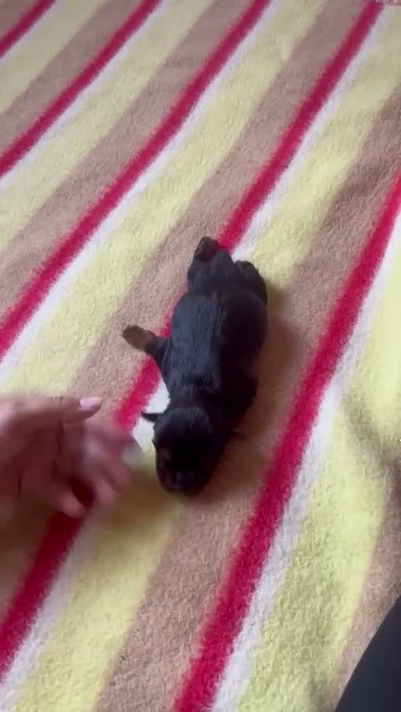 Yorkshire Terrier perros en venta: Yorkshire terrier - Video 2