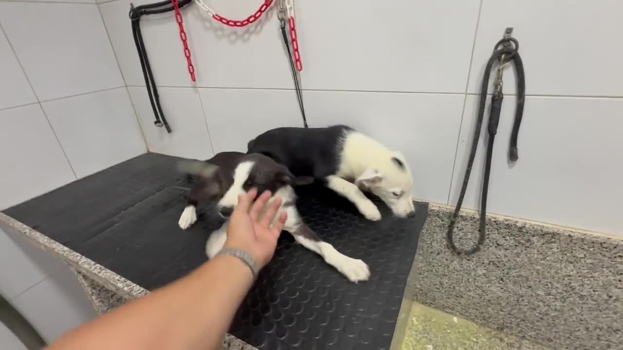 Border Collie perros en venta: Border collie 350€ PRECIO REAL cachorros Valencia - Video 1