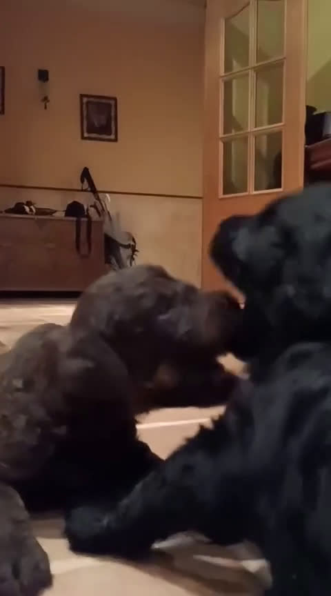 Raza Mixta perros en venta: Labradoodle  - Video 1