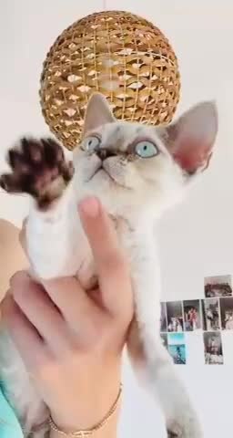 Devon Rex gatos en venta: Devon Rex - Video 1