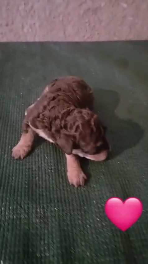 Perro de Agua Español perros en venta: Nueva camada de perros de agua en Madrid - Video 5