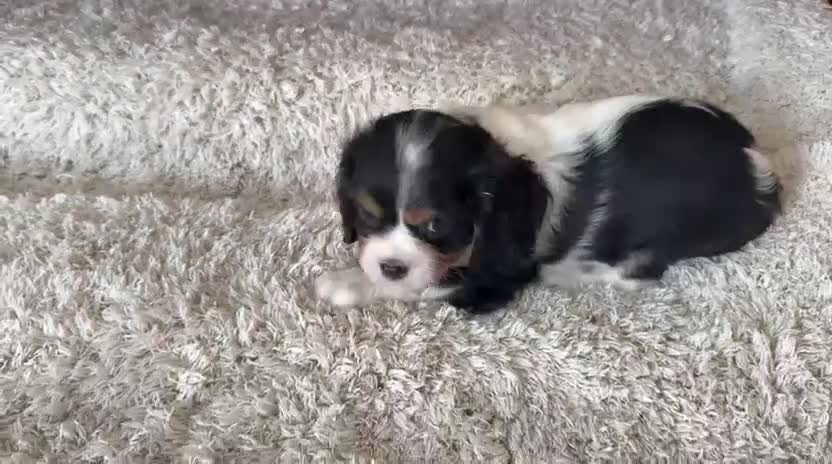 Cavalier King Charles Spaniel perros en venta: King cavalier  - Video 1