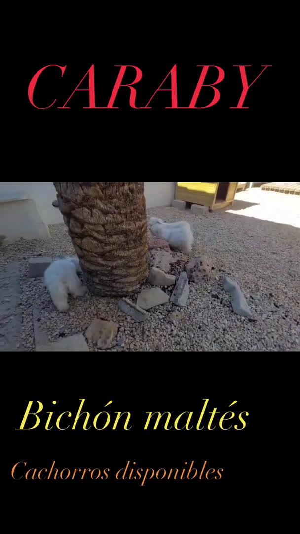 Bichón Maltés perros en venta: Bichon maltés CARABY Benidorm  en Alicante - Video 1