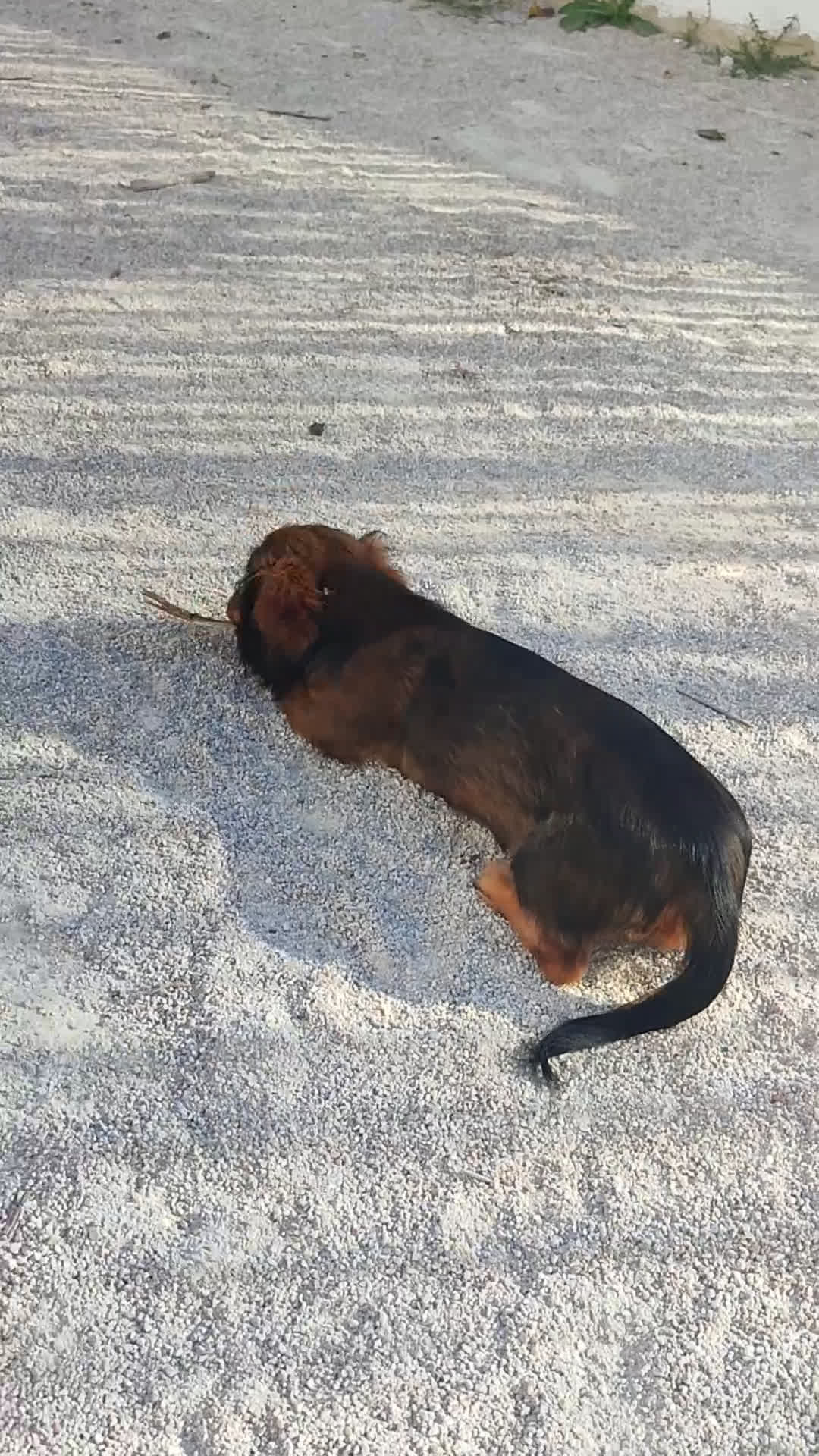 Raza Mixta perros en venta: Cachorritas malvi - Video 5