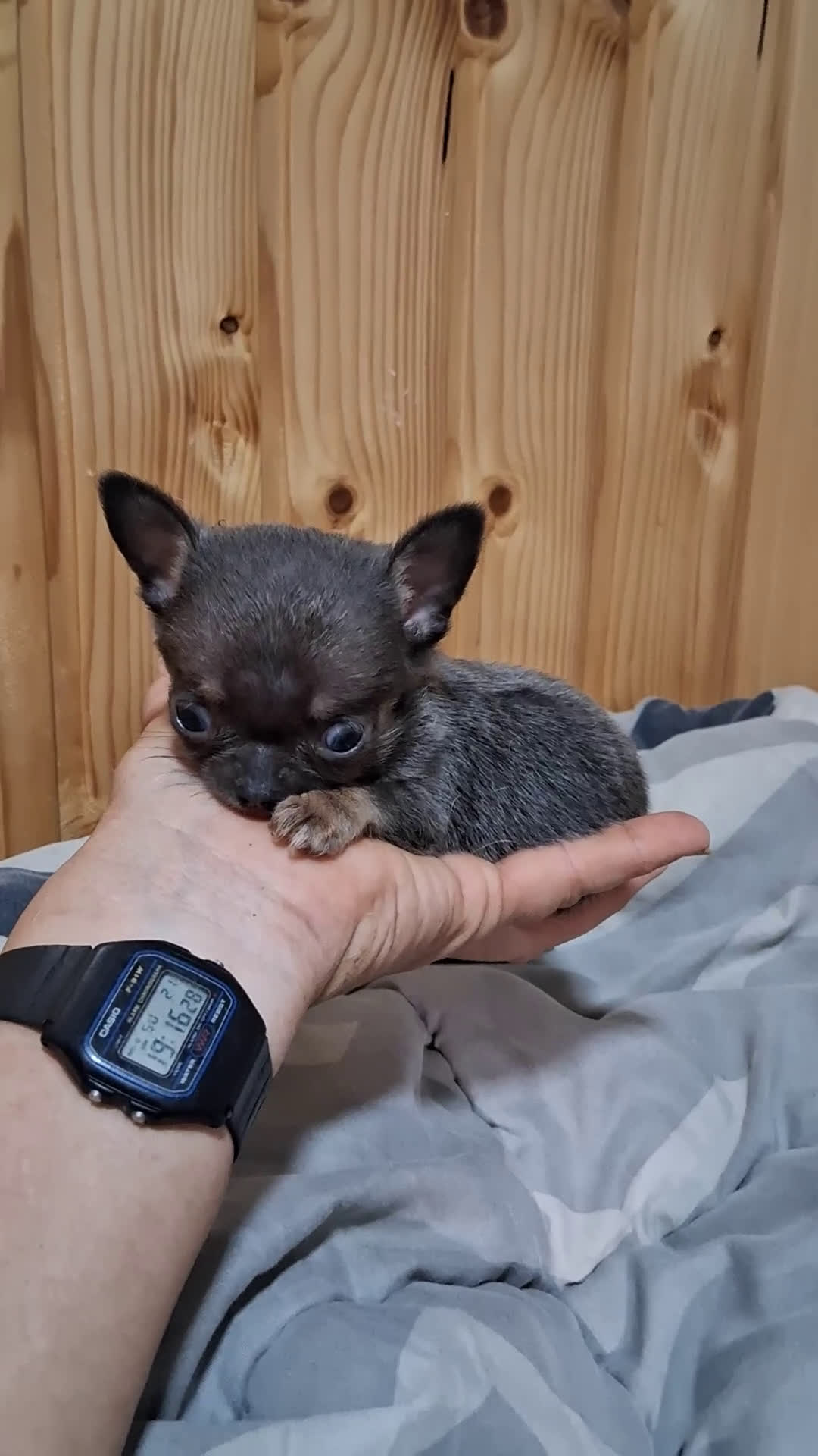 Chihuahua perros en venta: Chihuahua  - Video 1
