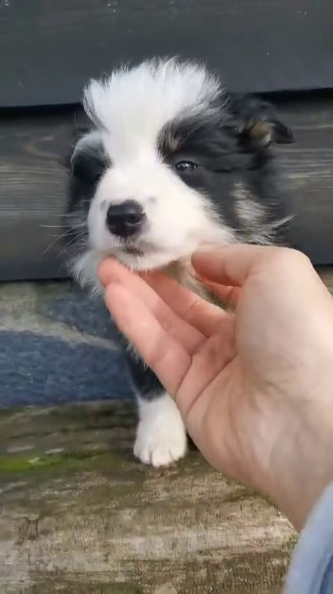 Border Collie perros en venta: Cachorros border collie - Video 3