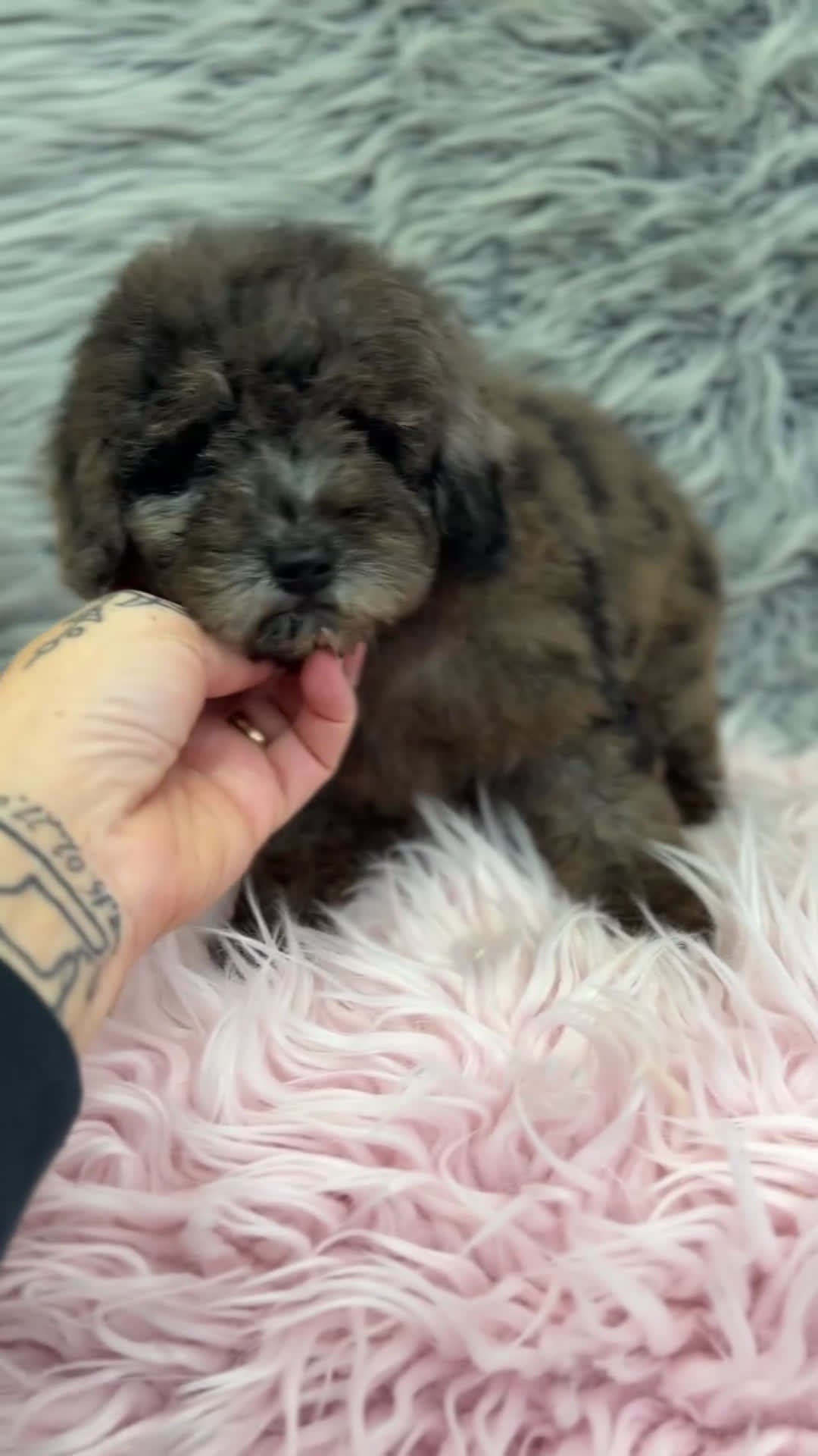 Caniche Enano perros en venta: Caniche Arlequin chocolate  - Video 1