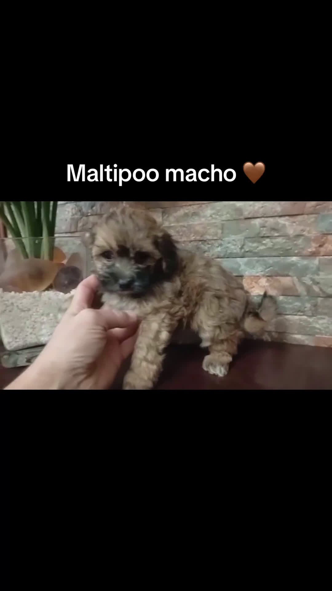 Maltipoo perros en venta: Maltipoo macho  - Video 1