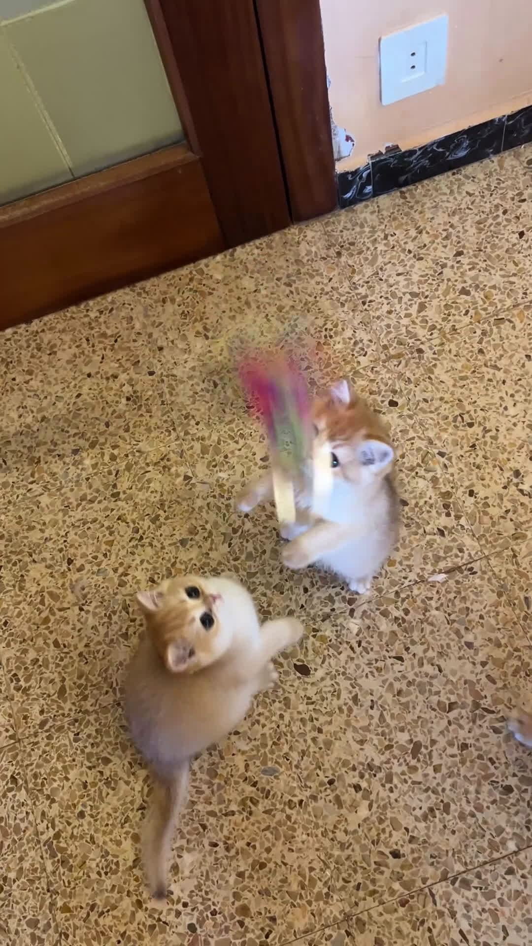 Británico de Pelo Corto gatos en venta: British shorthair golden chinchilla - Video 1