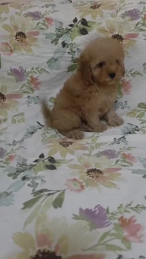 Caniche Toy perros en venta: Caniche toy - Video 2