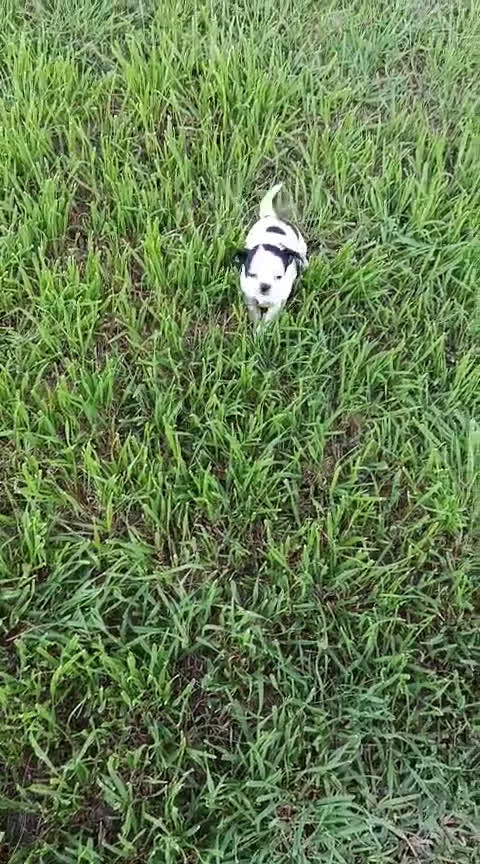 Chihuahua perros en venta: Hembra Chihuhua  - Video 1