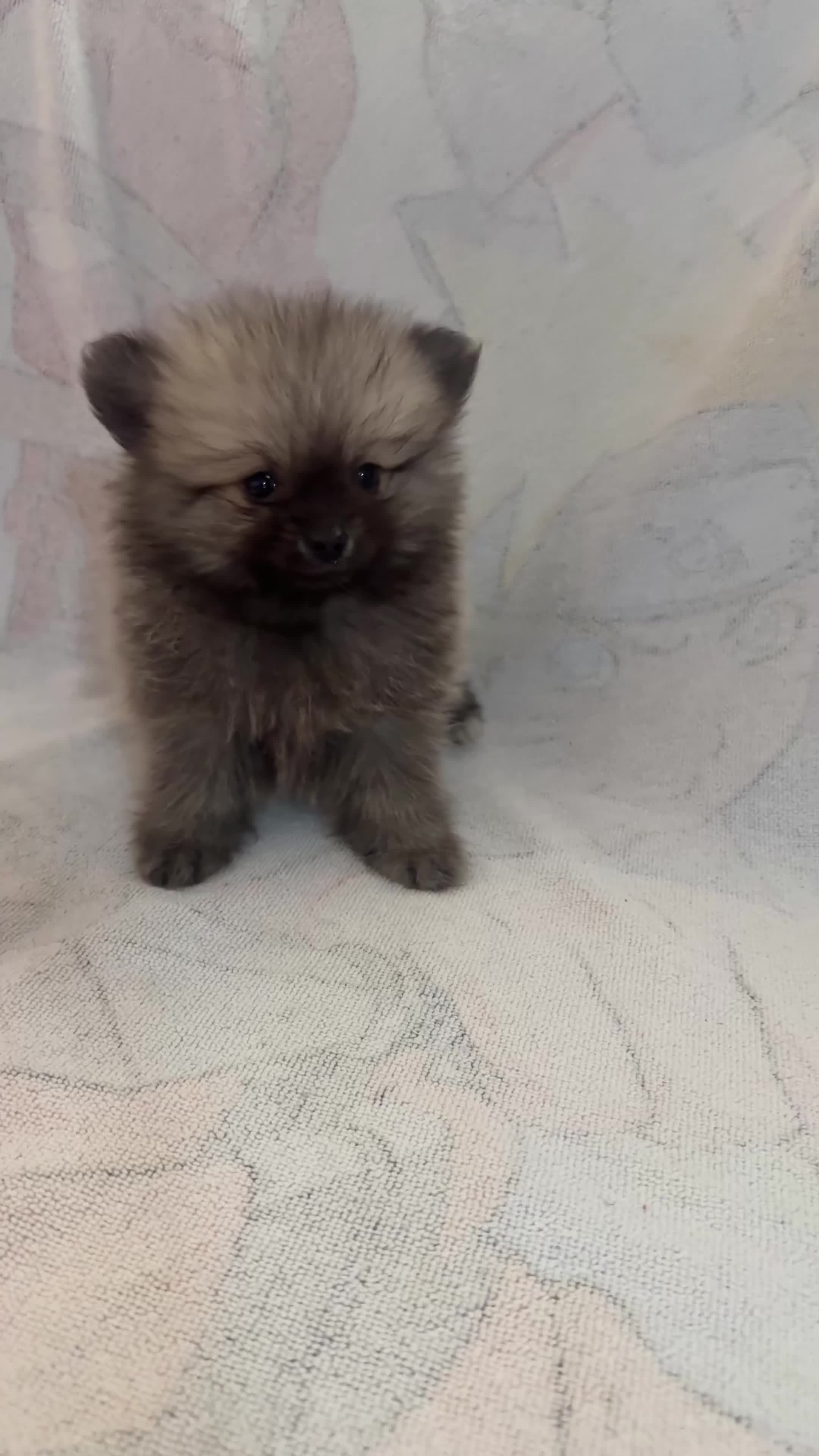Pomerania perros en venta: Cachorritos Pomerania - Video 1