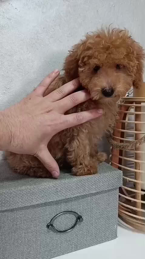 Caniche Toy perros en venta: Caniches toy rojitos  en Sevilla - Video 2