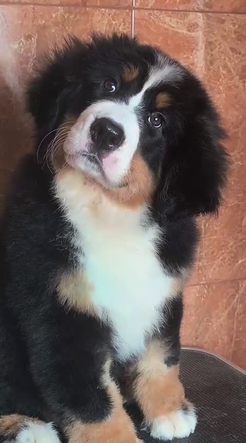 Boyero de Berna perros en venta: Boyeros de Berna impresionantes - Video 1