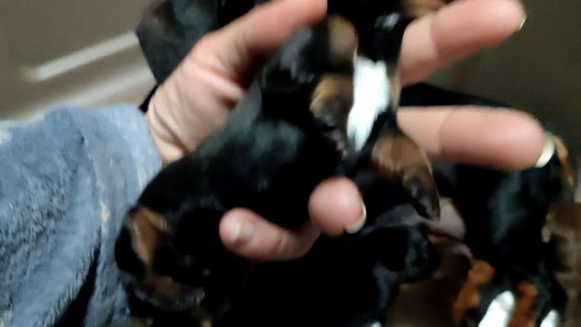 Teckel perros en venta: Teckel Kanichen precio real - Video 5