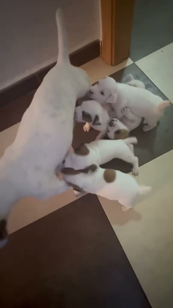 Jack Russell Terrier perros en venta: Jack rusell  - Video 1