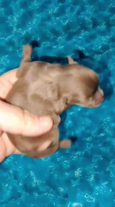 Pomerania perros en venta: Pomerania chocolote y uno negro  - Video 1