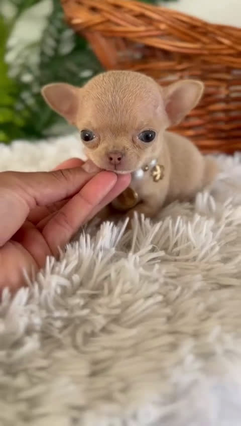 Chihuahua perros en venta: CHIHUAHUA HEMBRA - Video 1