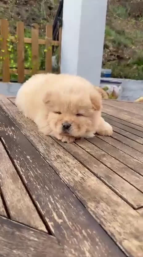 Chow Chow perros en venta: Chow Chow peludito Macho Crema  - Video 1