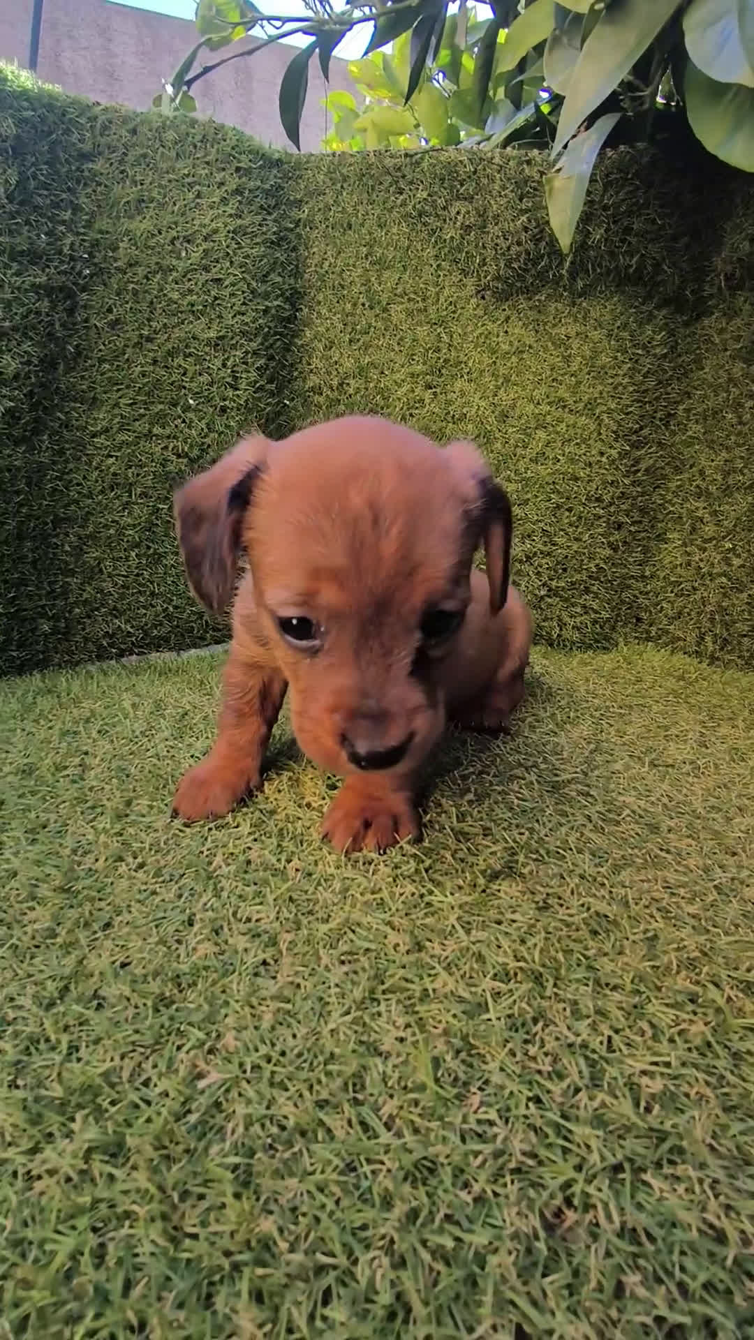 Teckel Miniatura perros en venta: camada teckel miniatura  - Video 1