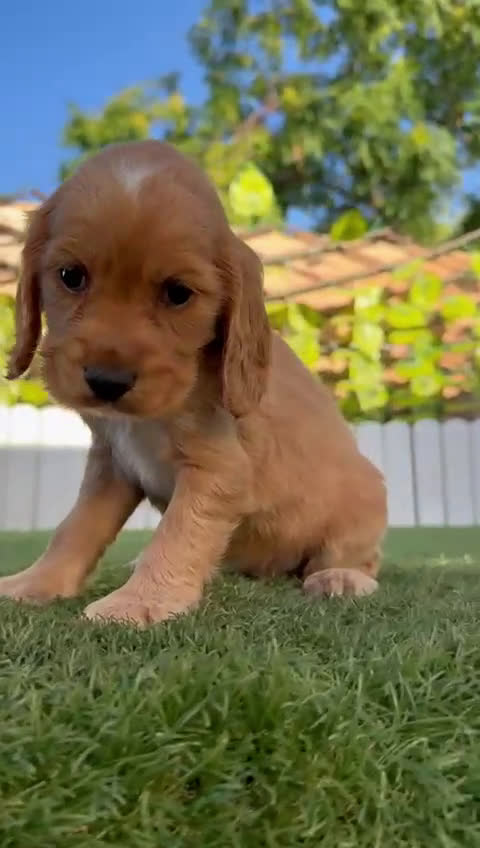 Cocker Spaniel Inglés perros en venta: COCKER SPANIEL INGLES HEMBRA - Video 1