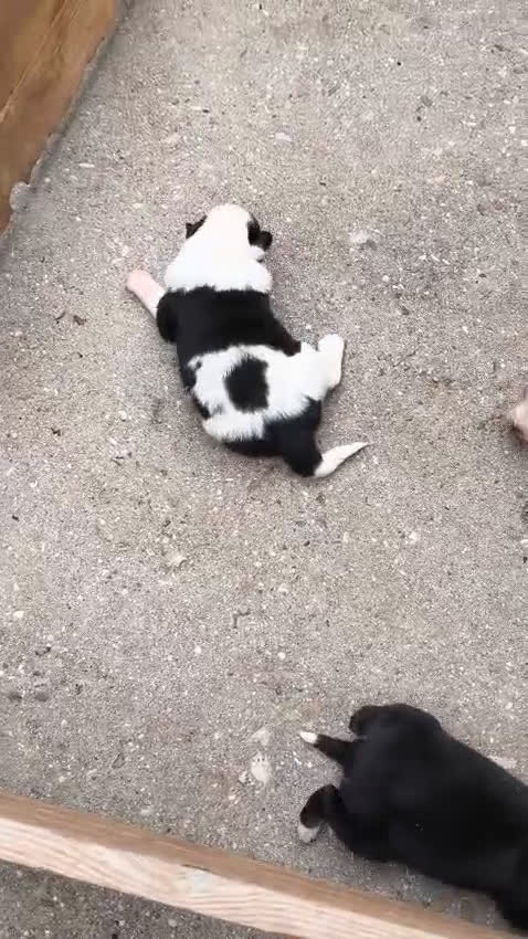 Border Collie perros en venta: Border collie - Video 2