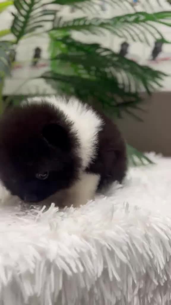 Pomerania perros en venta: POMERANIA  - Video 1