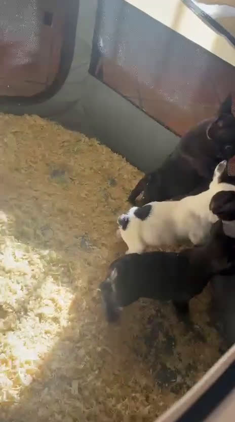 Bulldog Francés perros en venta: Hembras bulldog francés negra muy buena morfologia - Video 1